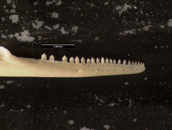 Media type: image;   Herpetology R-171407